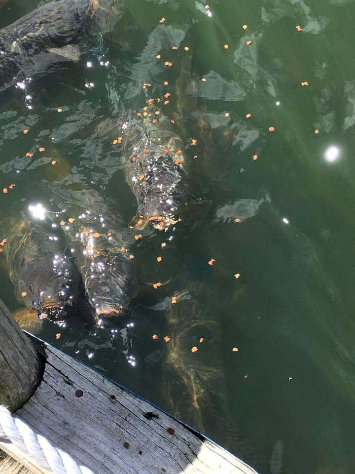 Carp beside a dock at Thunderbird Marina